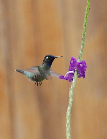 Photo (4): Violet-headed Hummingbird