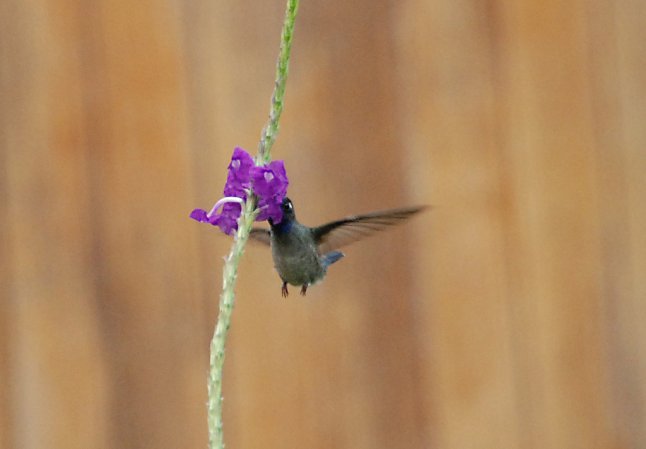 Photo (7): Violet-headed Hummingbird