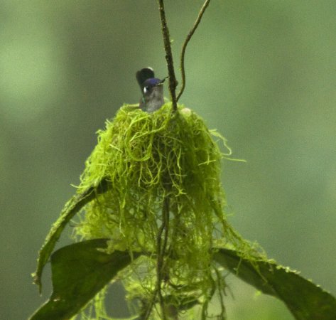 Photo (13): Violet-headed Hummingbird