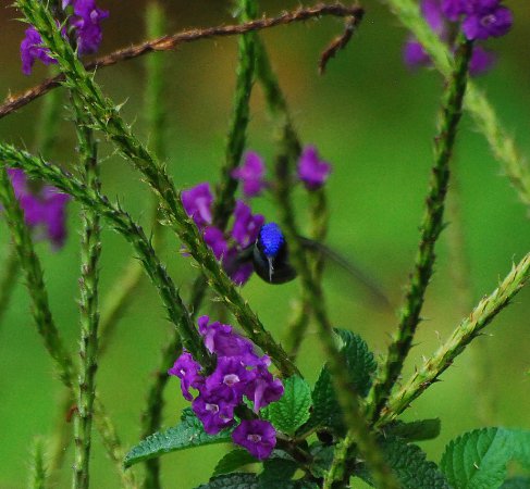 Photo (9): Violet-headed Hummingbird