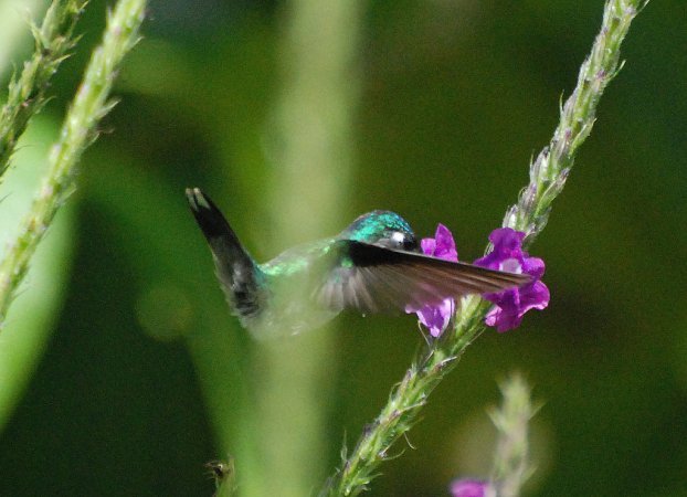 Photo (5): Violet-headed Hummingbird