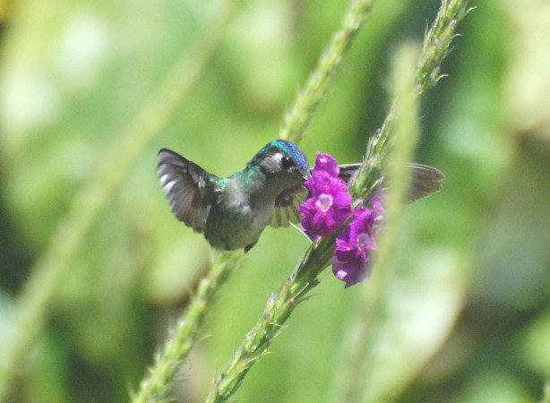 Photo (10): Violet-headed Hummingbird