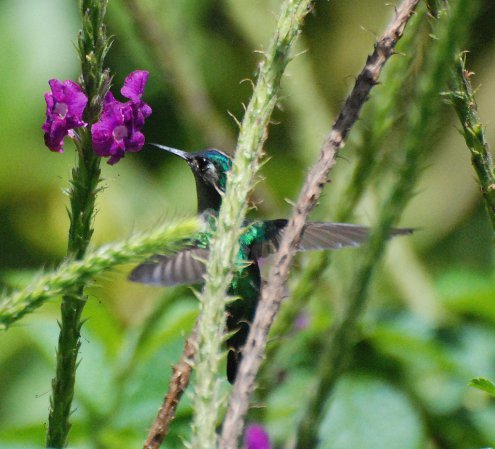 Photo (6): Violet-headed Hummingbird