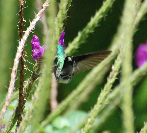 Photo (20): Violet-headed Hummingbird