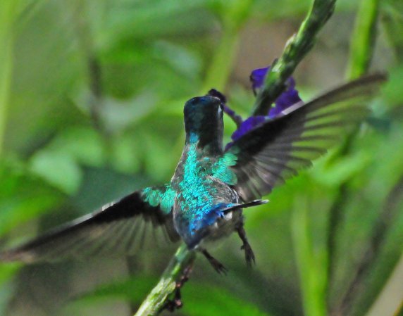 Photo (17): Violet-headed Hummingbird