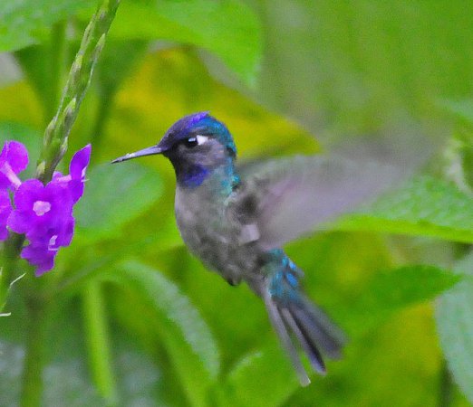 Photo (14): Violet-headed Hummingbird