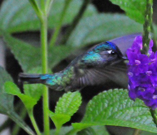 Photo (15): Violet-headed Hummingbird