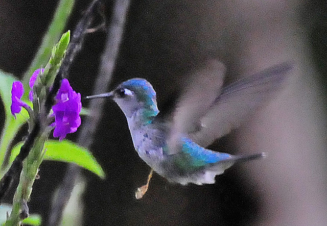 Photo (2): Violet-headed Hummingbird