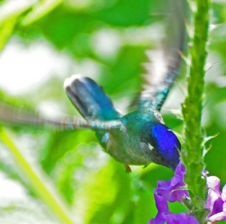 Photo (3): Violet-headed Hummingbird