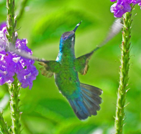 Photo (16): Violet-headed Hummingbird