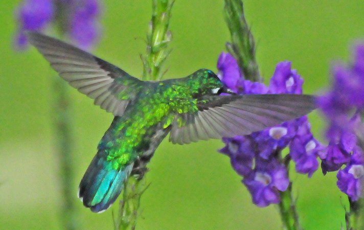 Photo (1): Violet-headed Hummingbird