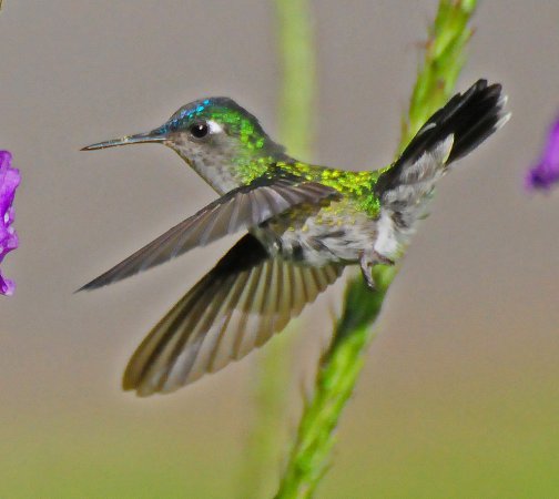 Photo (8): Violet-headed Hummingbird