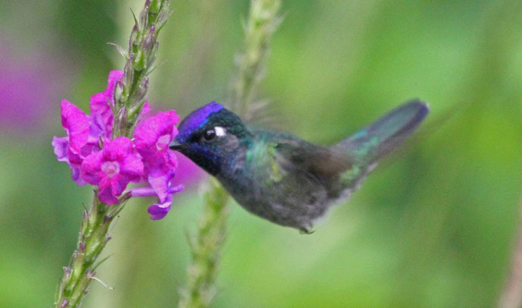 Photo (11): Violet-headed Hummingbird