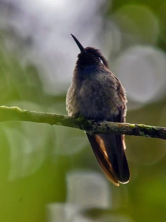 Photo (12): Violet-headed Hummingbird