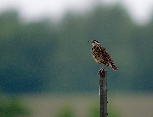 Photo (10): Eastern Meadowlark