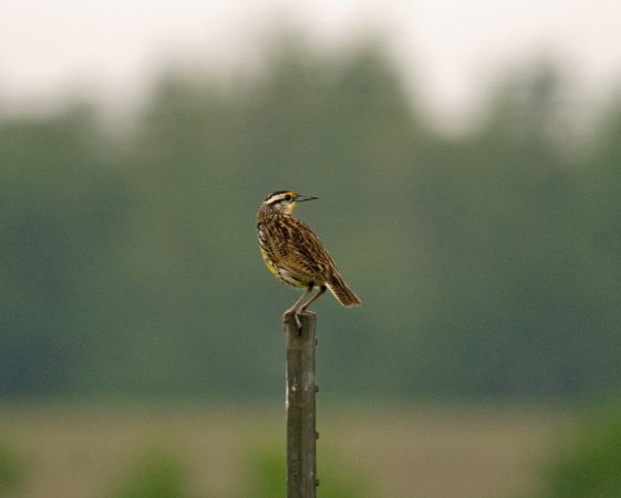 Photo (14): Eastern Meadowlark