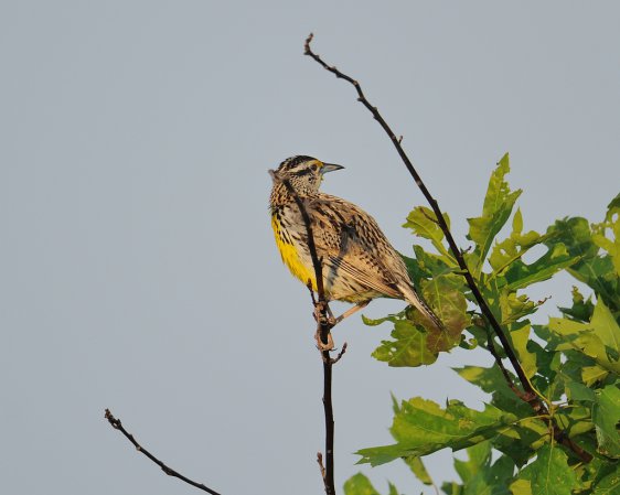 Photo (5): Eastern Meadowlark
