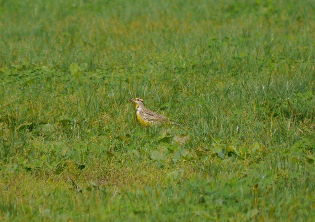 Photo (13): Eastern Meadowlark