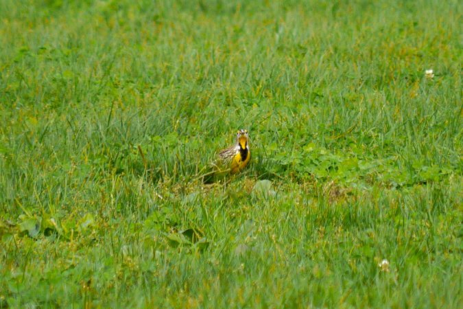 Photo (17): Eastern Meadowlark