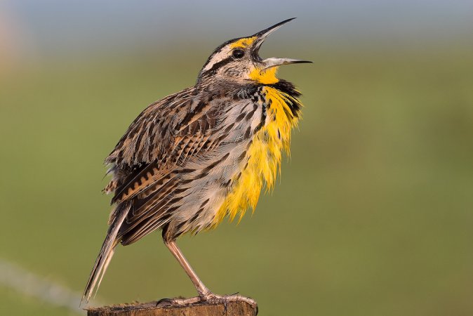 Photo (1): Eastern Meadowlark