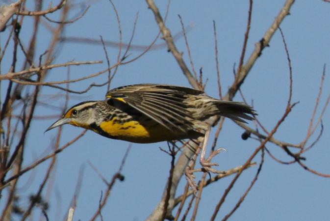 Photo (8): Eastern Meadowlark