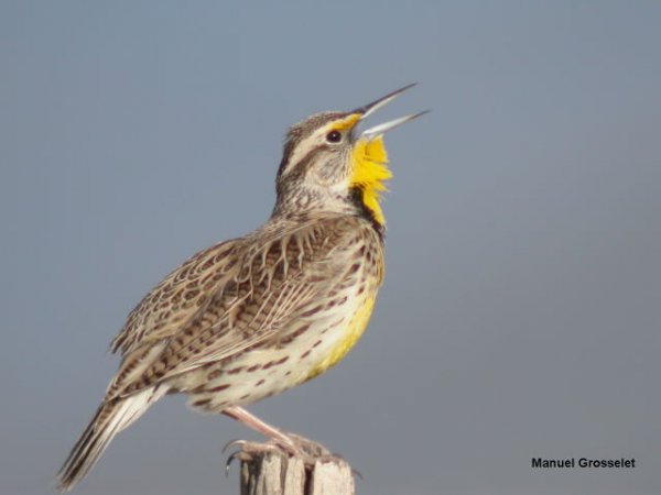 Photo (6): Eastern Meadowlark