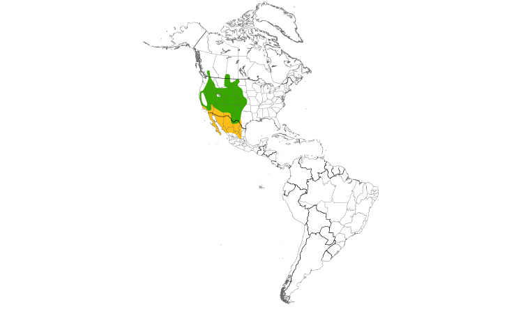 Range Map (Americas): Common Poorwill