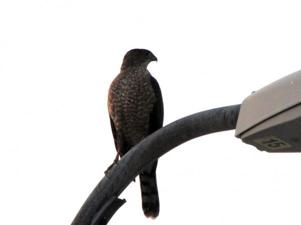 Photo (12): Cooper's Hawk