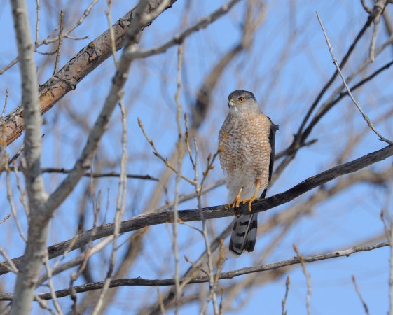 Photo (5): Cooper's Hawk