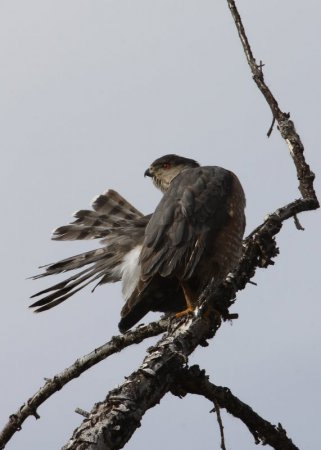 Photo (9): Cooper's Hawk