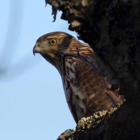 Photo (14): Cooper's Hawk