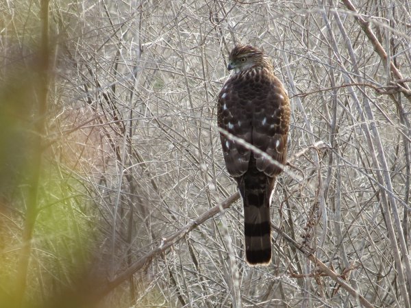 Photo (15): Cooper's Hawk