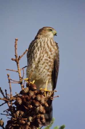 Photo (11): Sharp-shinned Hawk