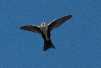 Photo (9): White-throated Swift