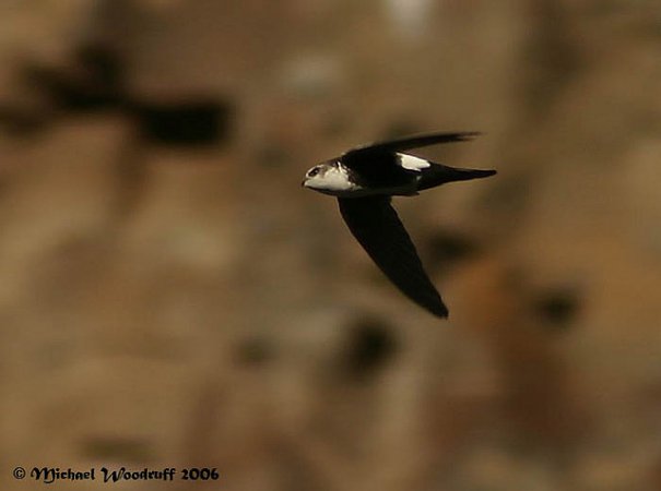 Photo (7): White-throated Swift