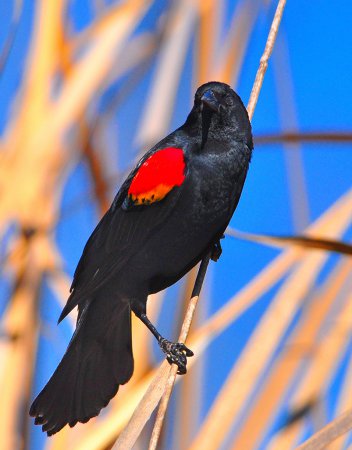 Photo (12): Red-winged Blackbird