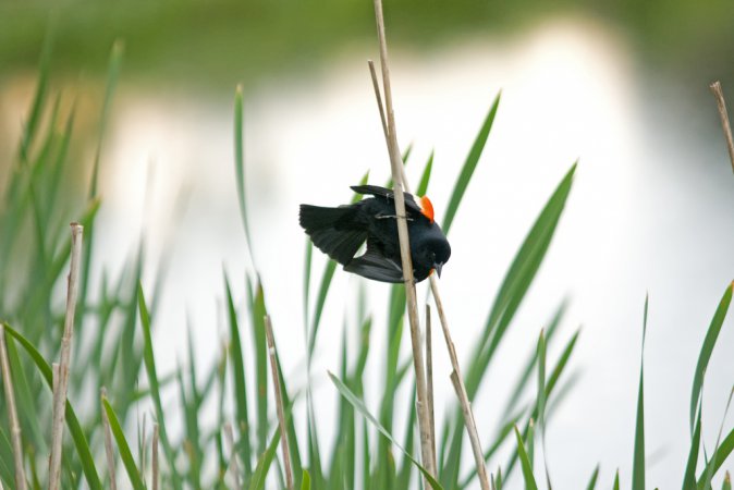 Photo (8): Red-winged Blackbird