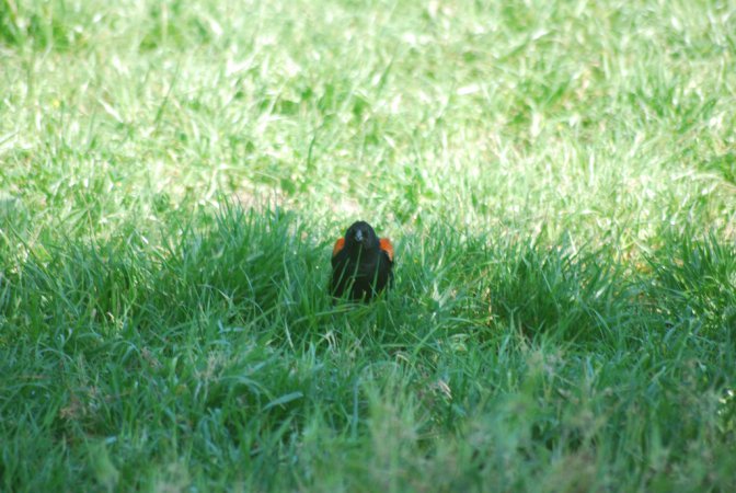 Photo (14): Red-winged Blackbird