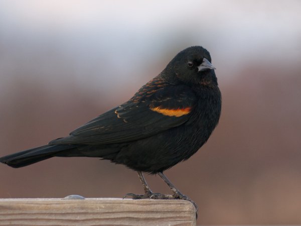 Photo (15): Red-winged Blackbird