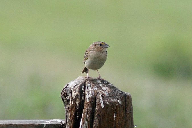 Photo (7): Grasshopper Sparrow