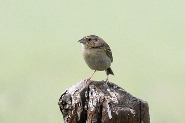 Photo (12): Grasshopper Sparrow