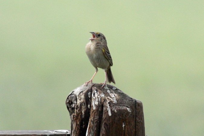 Photo (9): Grasshopper Sparrow
