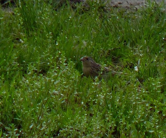 Photo (14): Grasshopper Sparrow