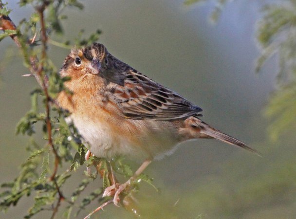 Photo (3): Grasshopper Sparrow
