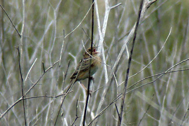 Photo (13): Grasshopper Sparrow
