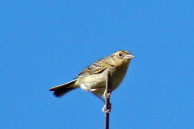 Photo (11): Grasshopper Sparrow
