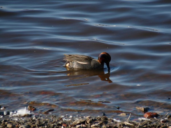 Photo (20): Green-winged Teal