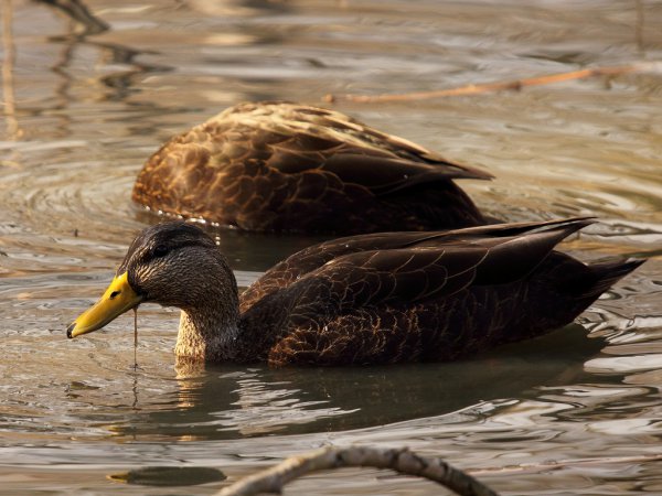 Photo (7): American Black Duck