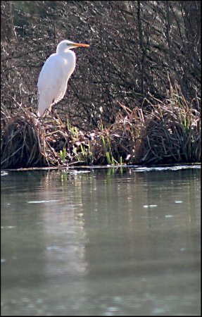 Photo (17): Great Egret