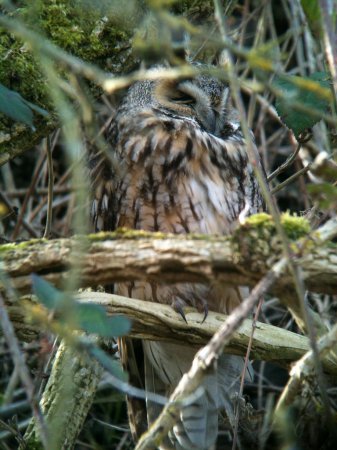 Photo (13): Long-eared Owl